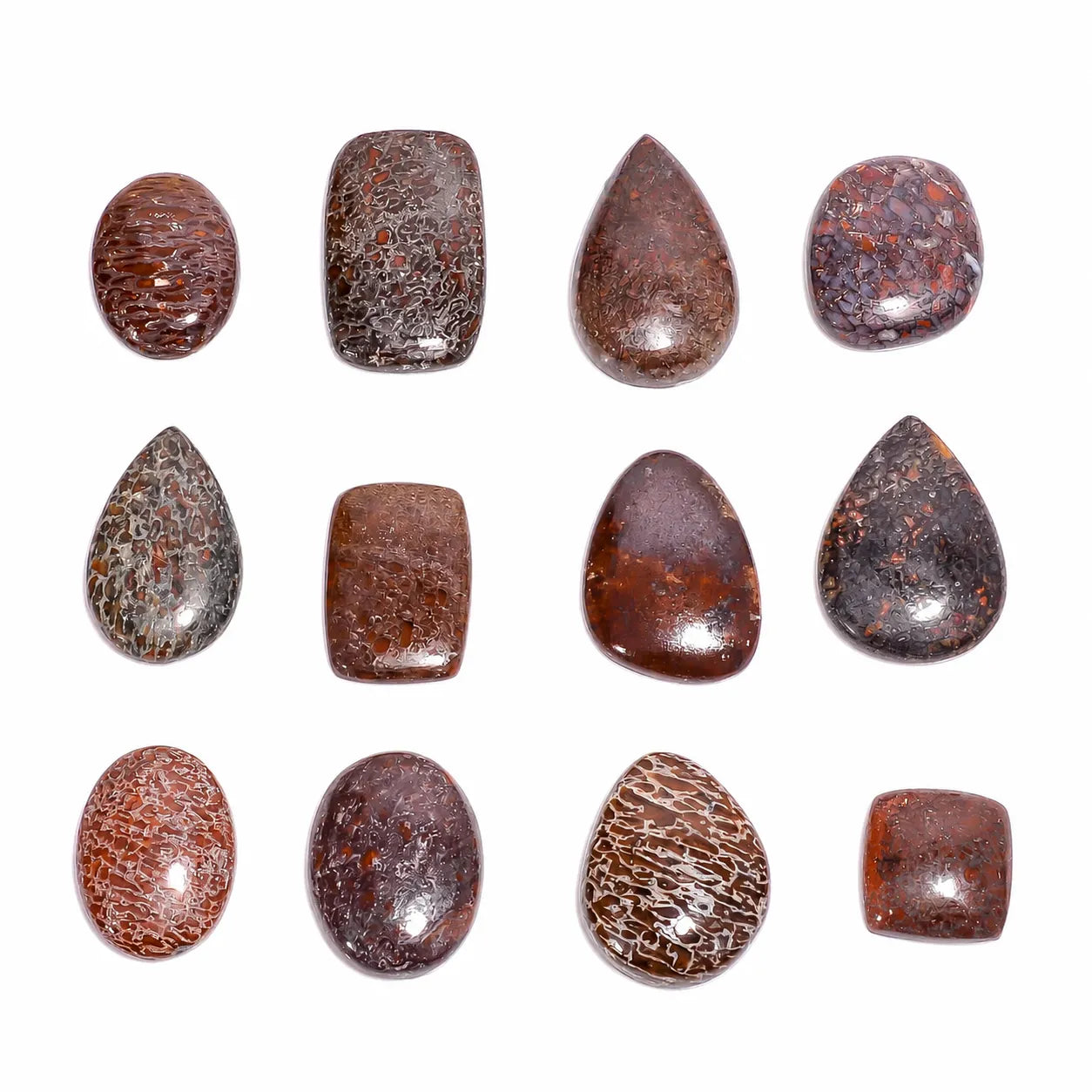 Dinosaur Bone Fossil - Mixed Shapes 