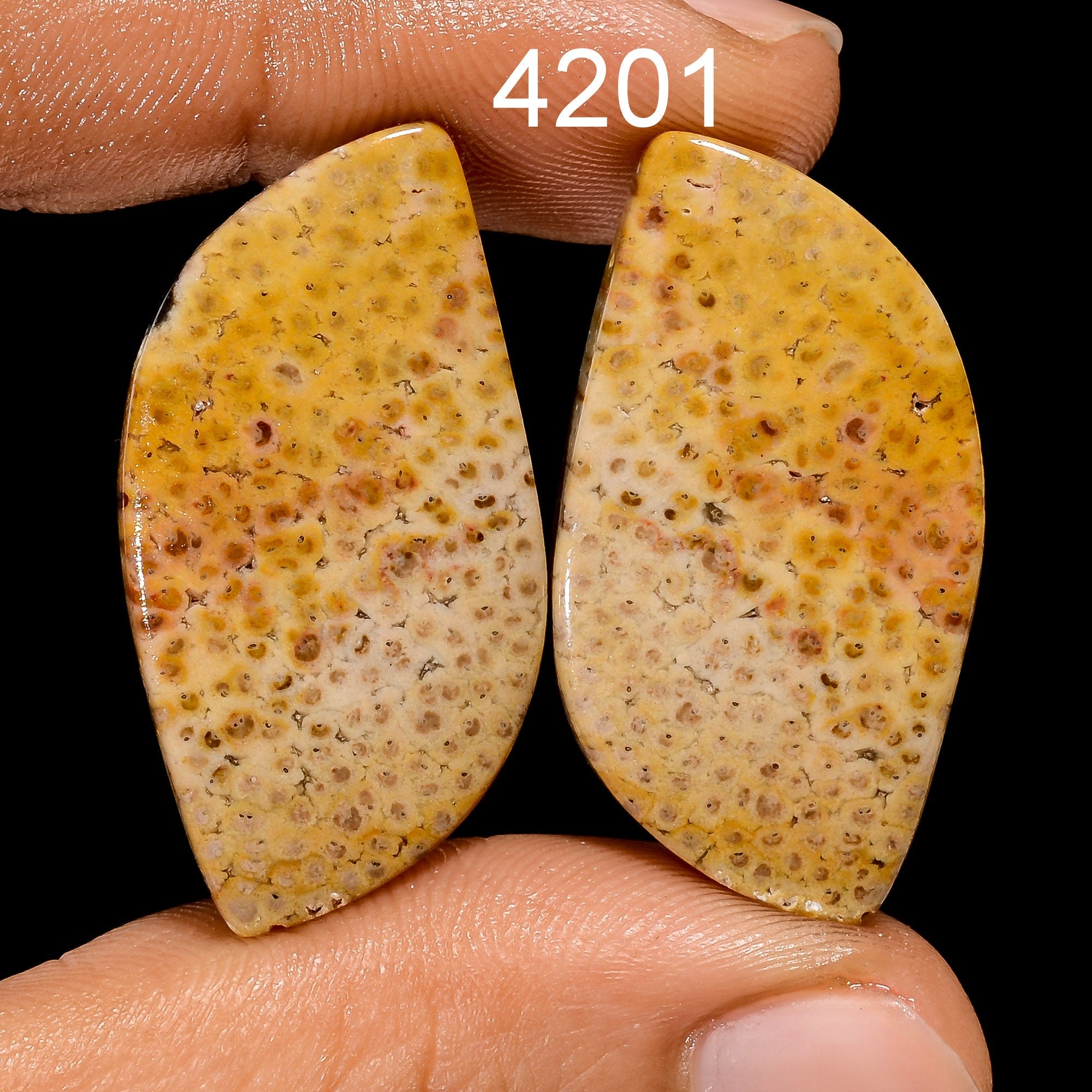 Fossil Coral Gemstone Cabochon Pair, AAA Quality Earring Jewelry - image 5