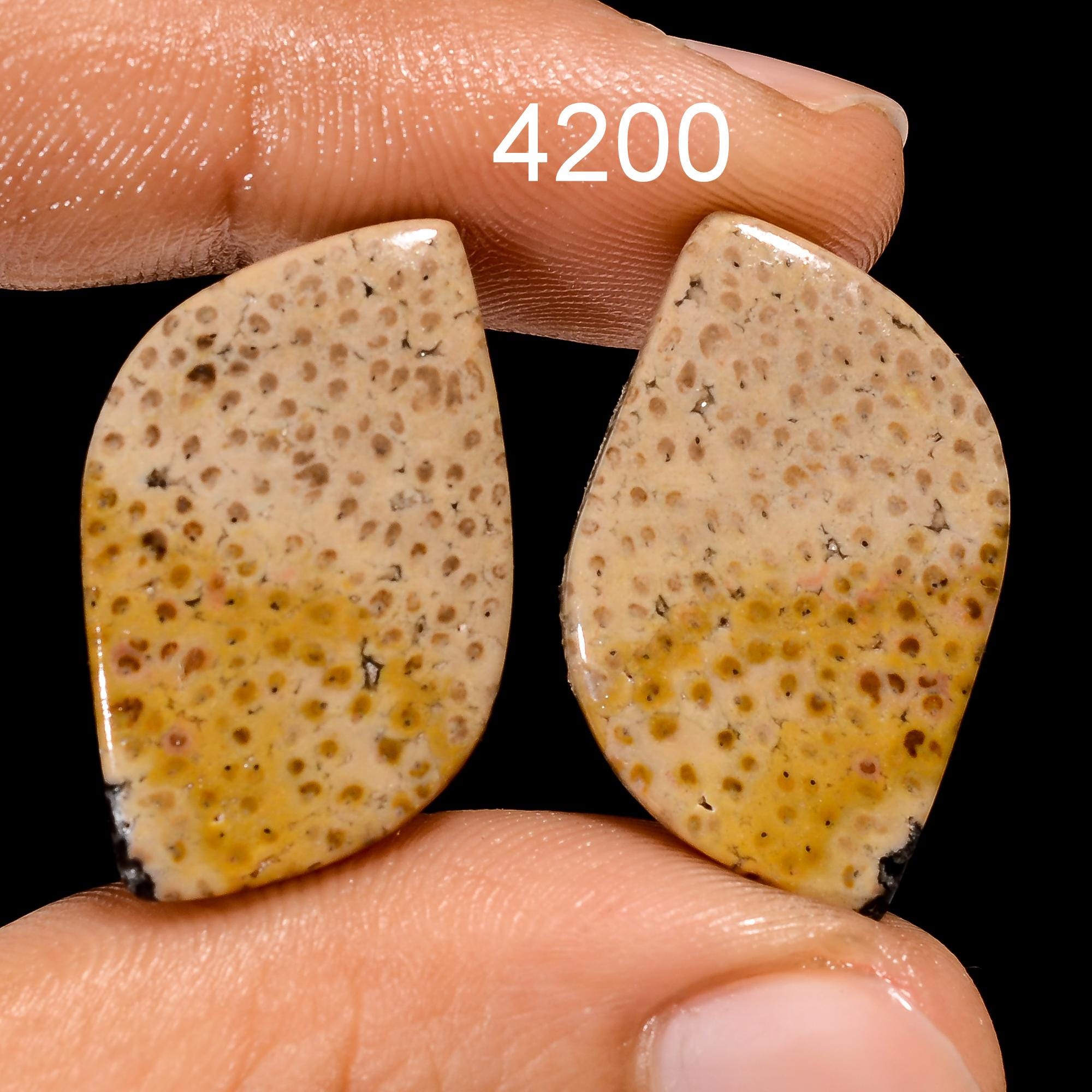 Fossil Coral Gemstone Cabochon Pair, AAA Quality Earring Jewelry - image 4