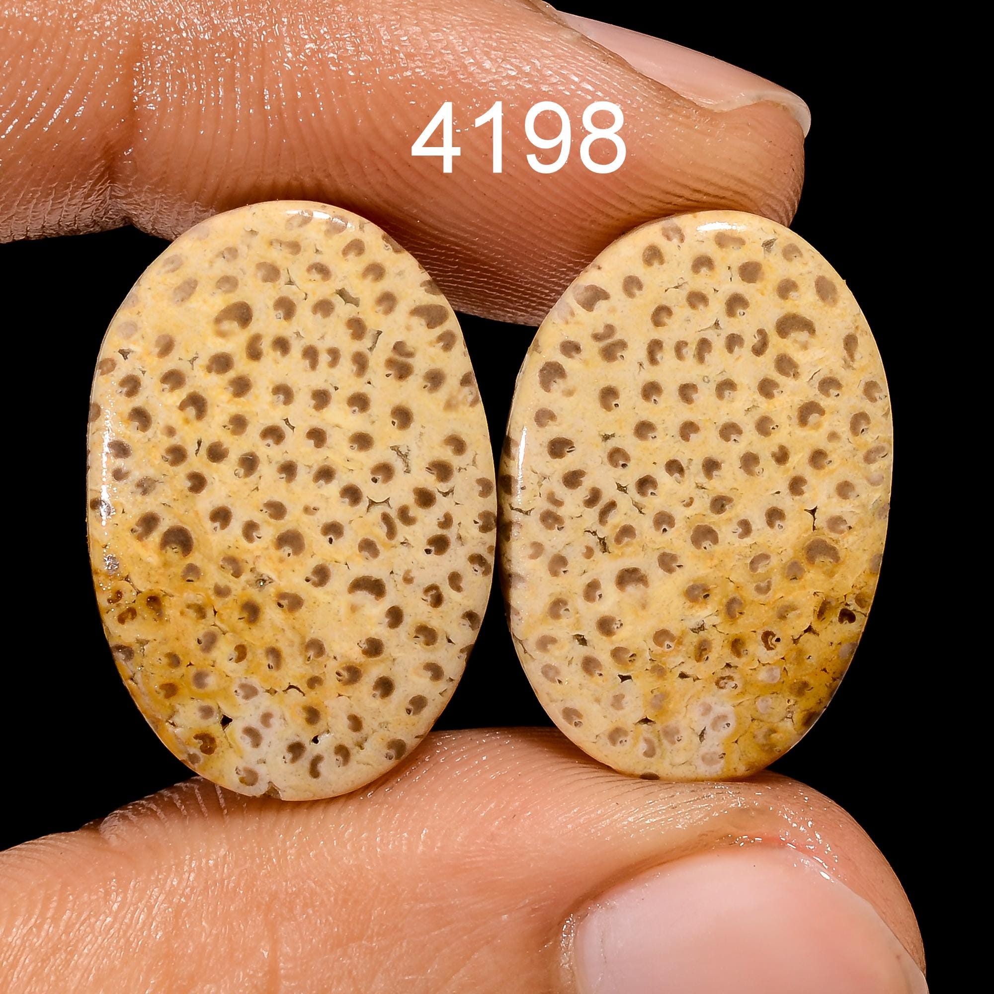 Fossil Coral Gemstone Cabochon Pair, AAA Quality Earring Jewelry - image 2