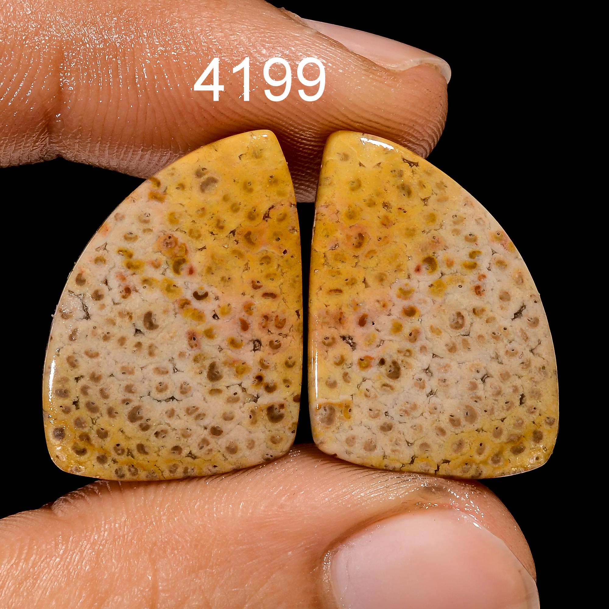 Fossil Coral Gemstone Cabochon Pair, AAA Quality Earring Jewelry - image 3