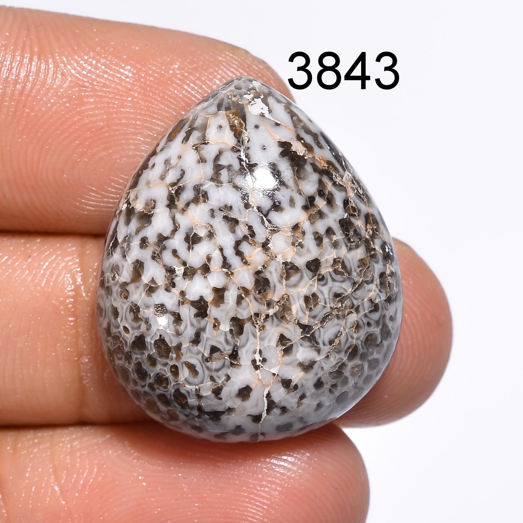 Black Fossil Coral Cabochon: Natural Gemstone for Jewelry Making Healing Crystal