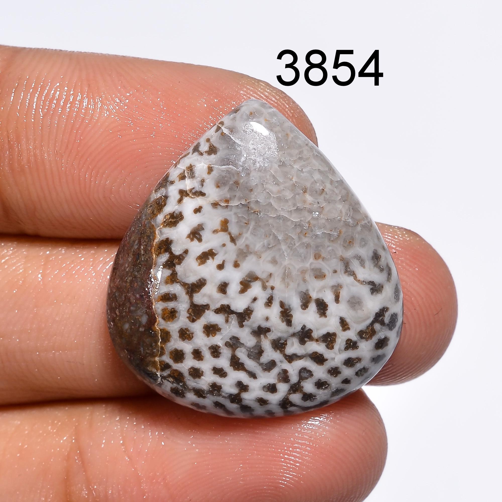 Black Fossil Coral Cabochon: Natural Gemstone for Jewelry Making Healing Crystal - image 4