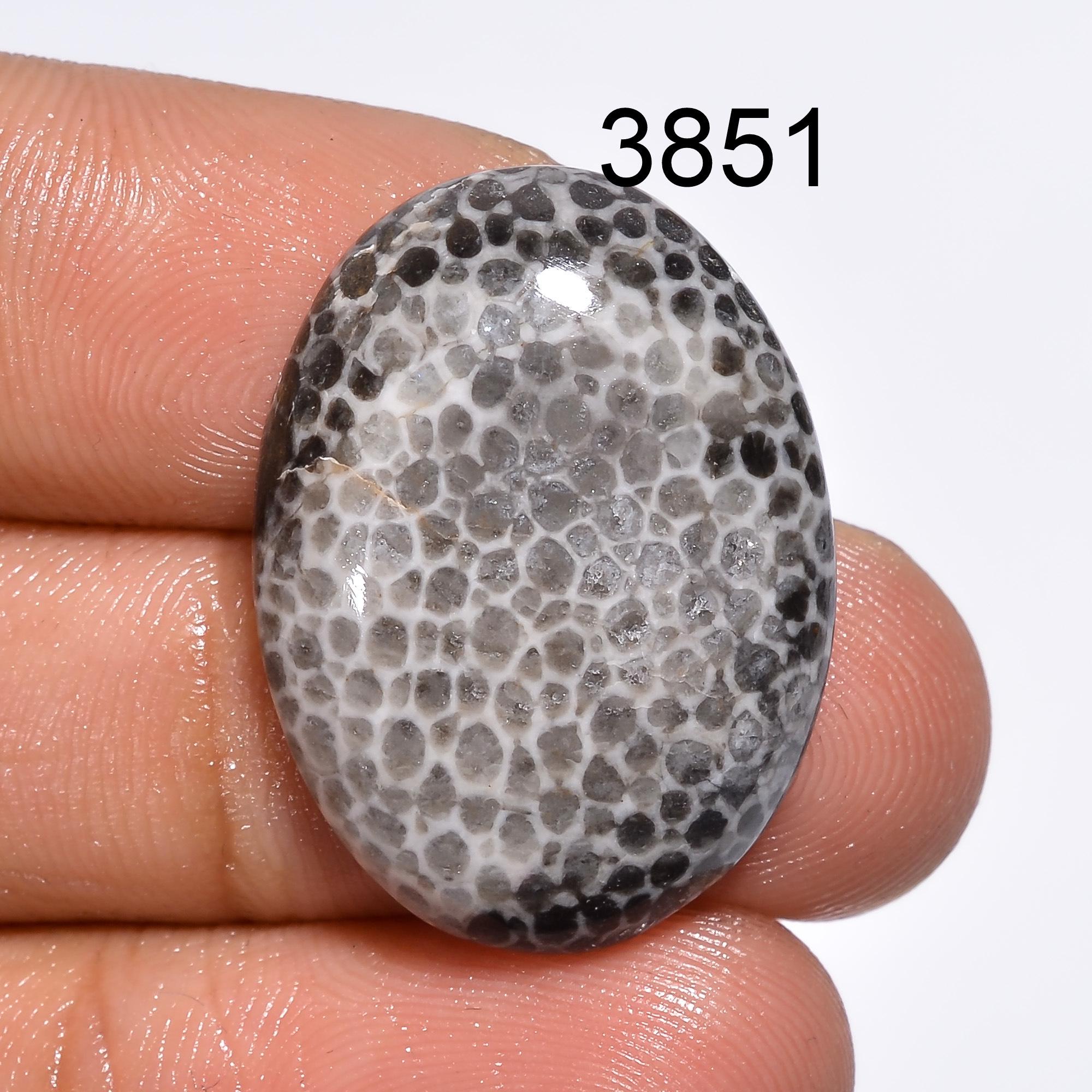 Black Fossil Coral Cabochon: Natural Gemstone for Jewelry Making Healing Crystal - image 3