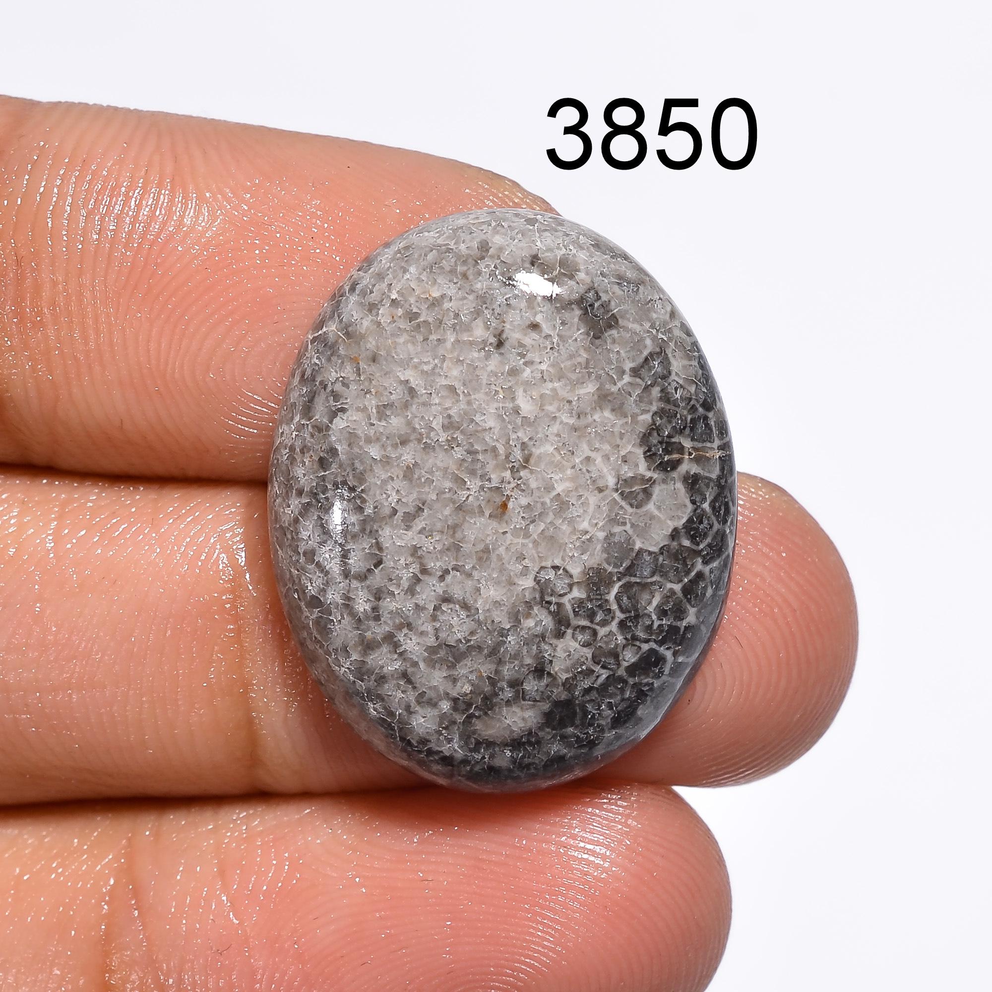 Black Fossil Coral Cabochon: Natural Gemstone for Jewelry Making Healing Crystal - image 2