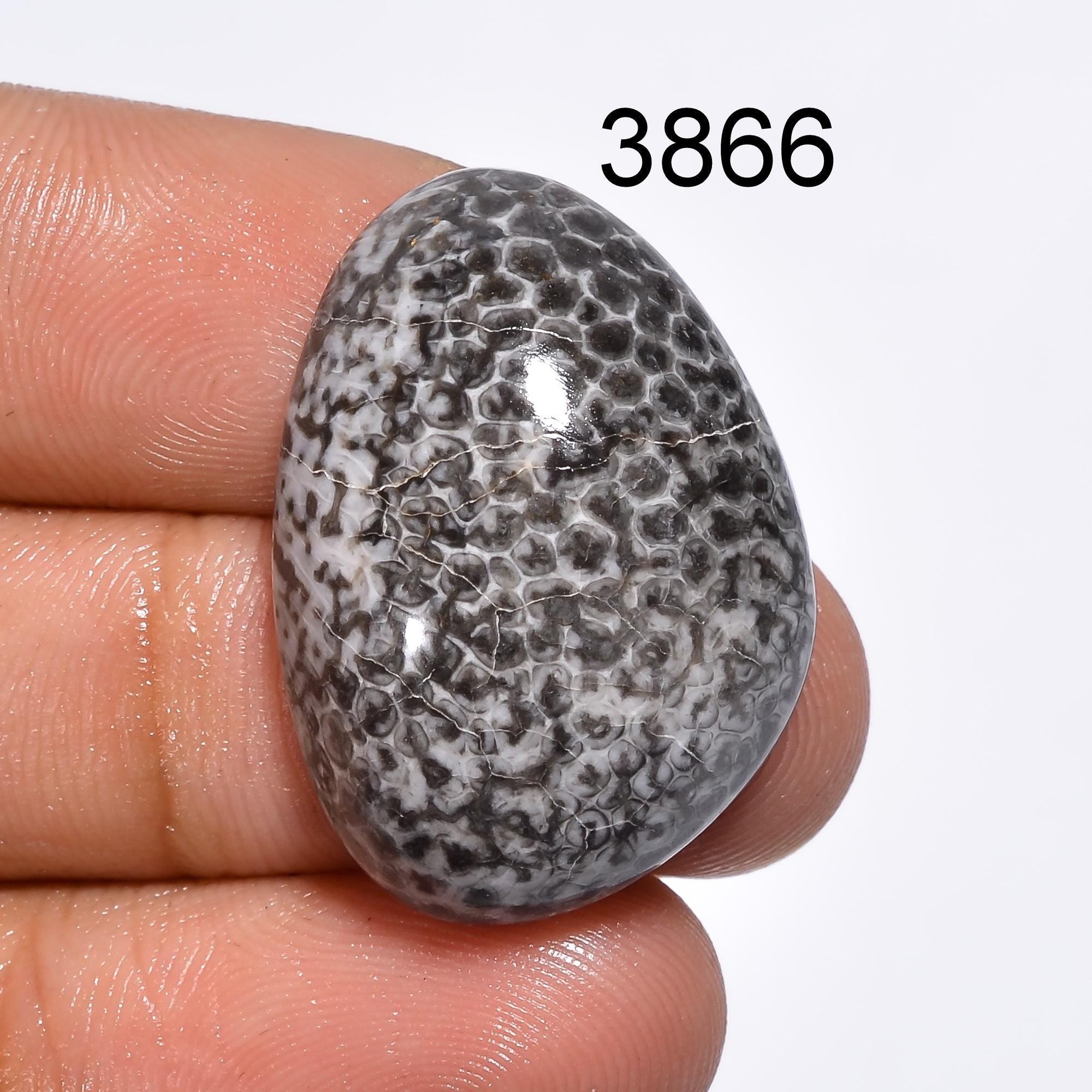 Black Fossil Coral Cabochon: Natural Gemstone for Jewelry Making Healing Crystal - image 4